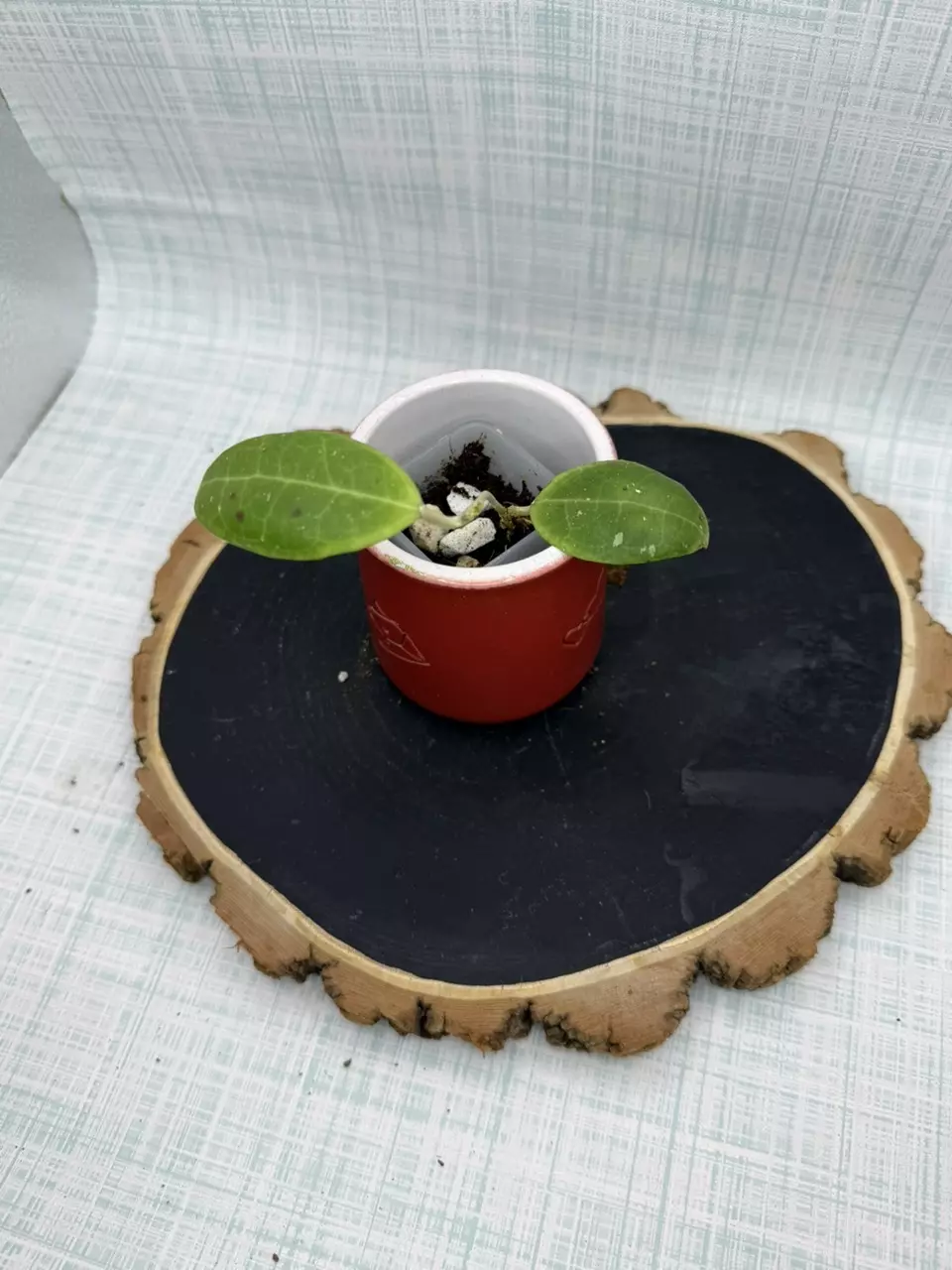 Hoya Tomataensis Sp Sulawesi #85 thumbnail