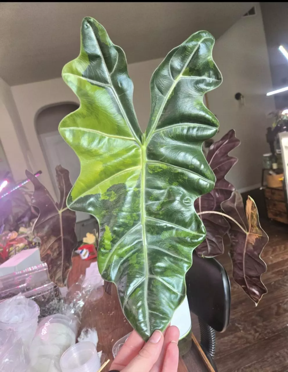 SANDERIANA BULL AUREA CORM thumbnail