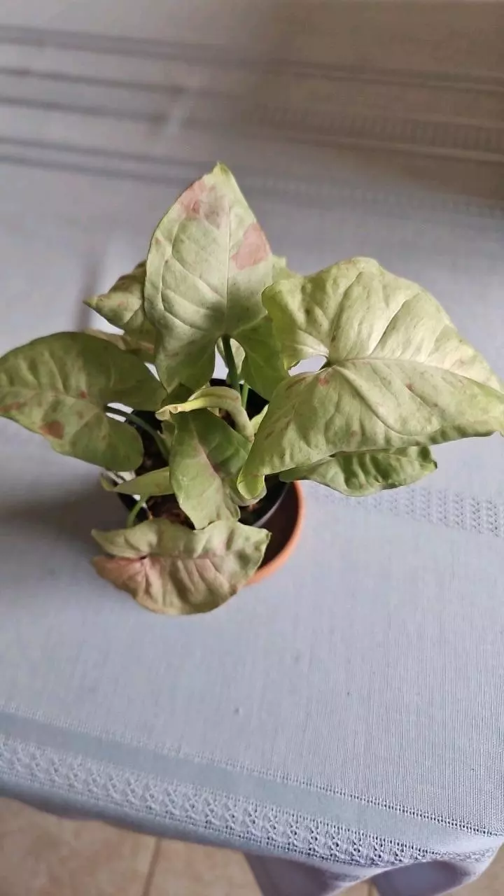 Syngonium Milk Confetti thumbnail