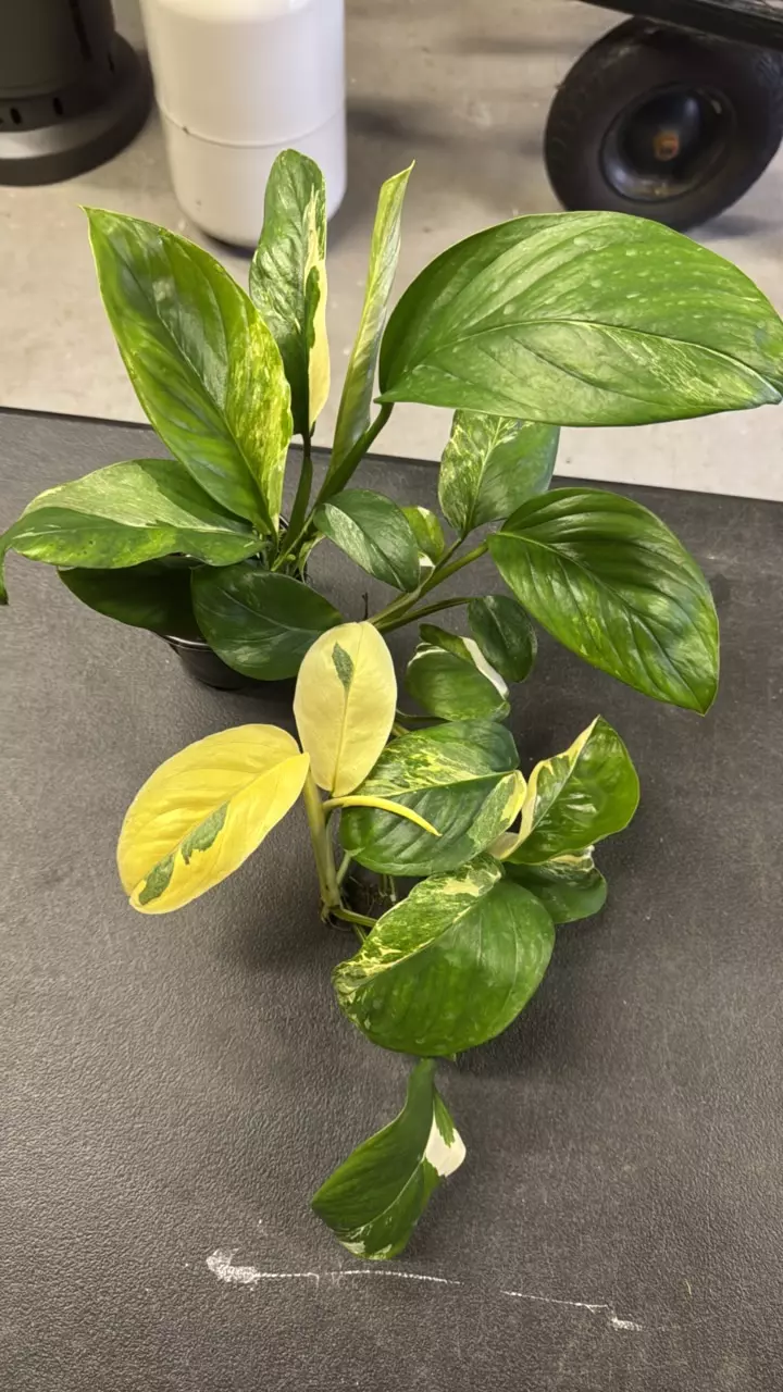 Monstera Variegated Leacheriana thumbnail