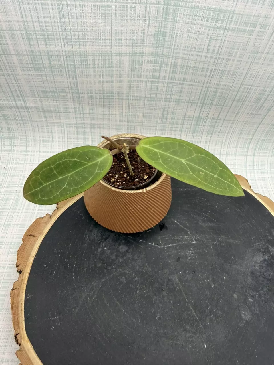 Hoya GTX01 “Love Affair” thumbnail