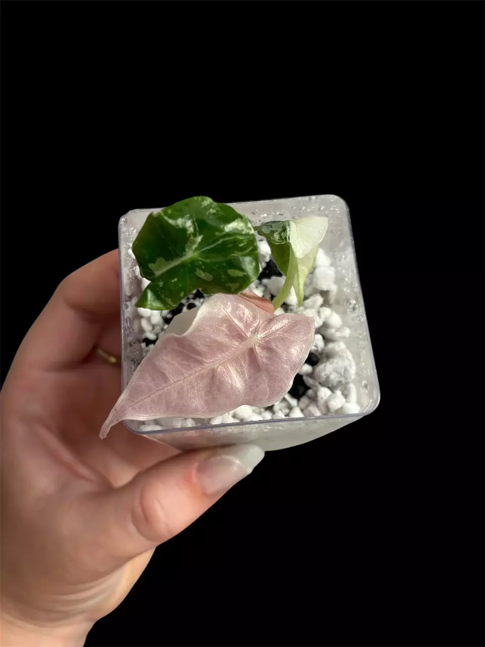 Alocasia Polly Pink thumbnail