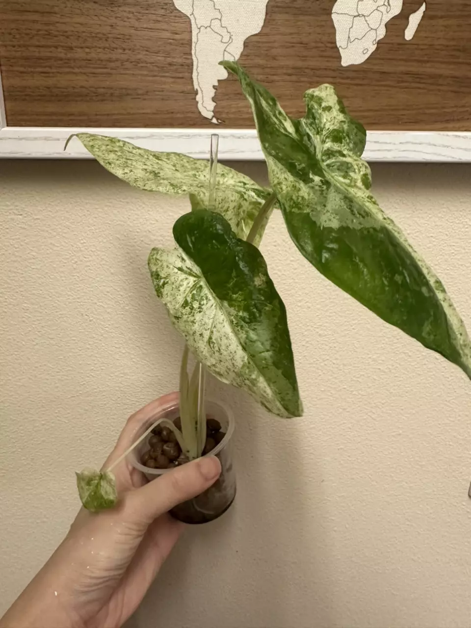 Odora batik/okinawa alocasia thumbnail