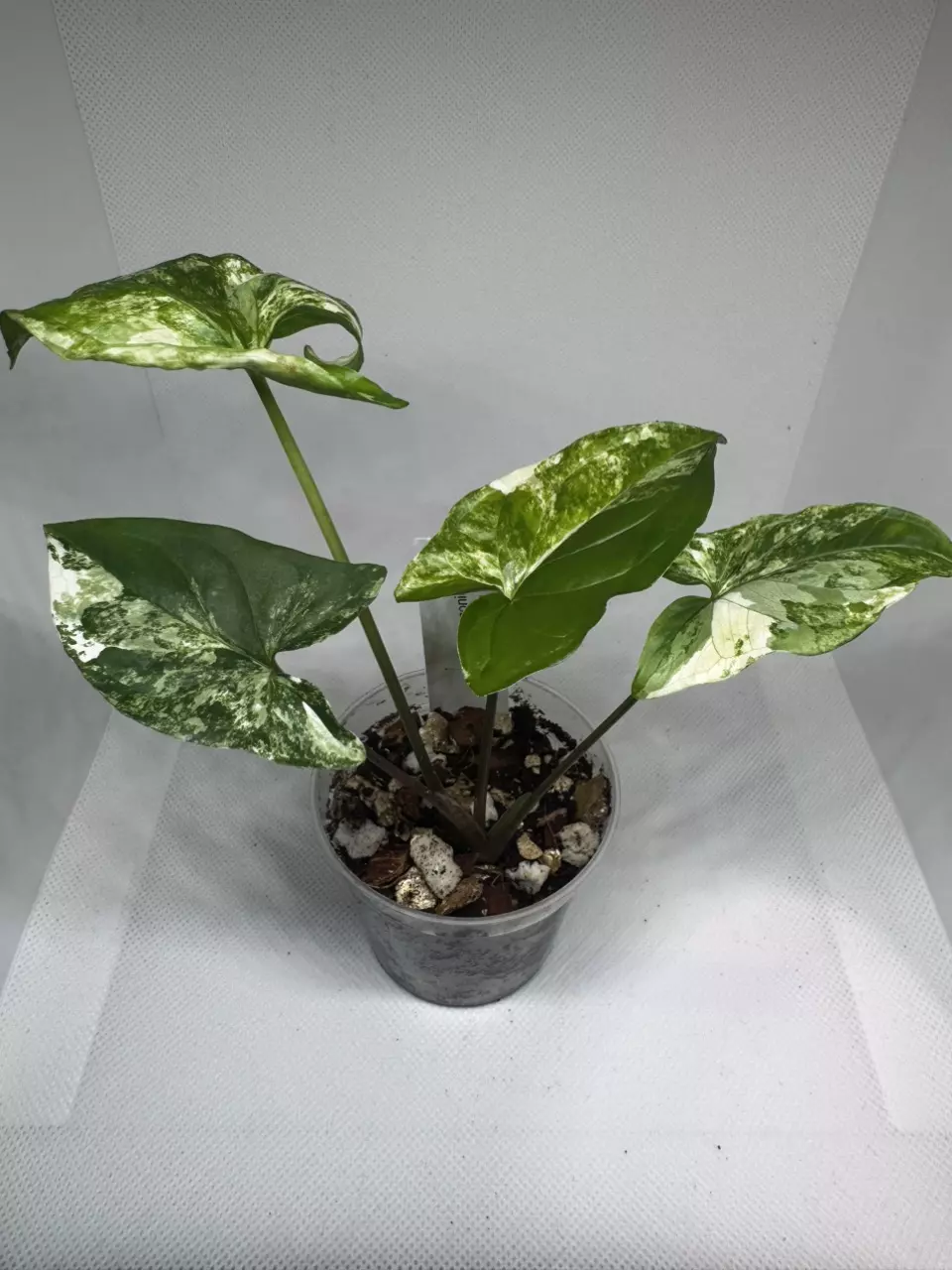 Syngonium Albo thumbnail