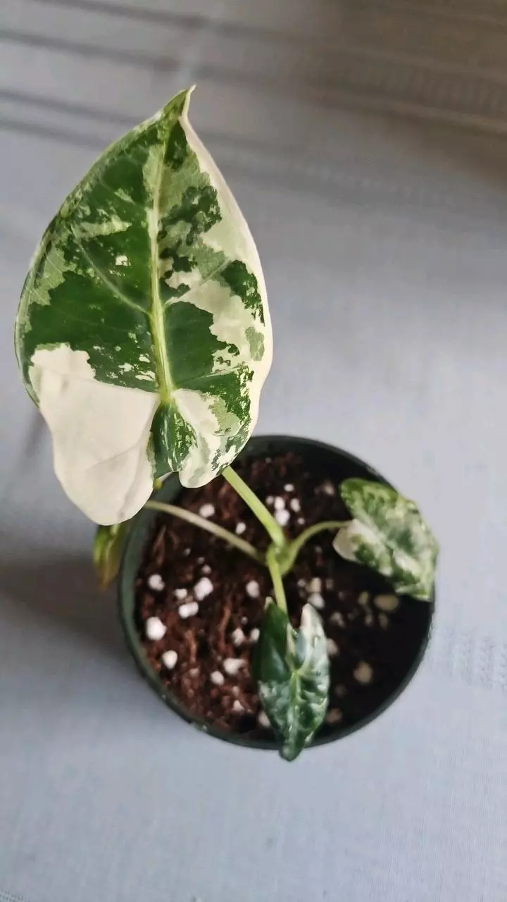 Alocasia Frydek variegated thumbnail