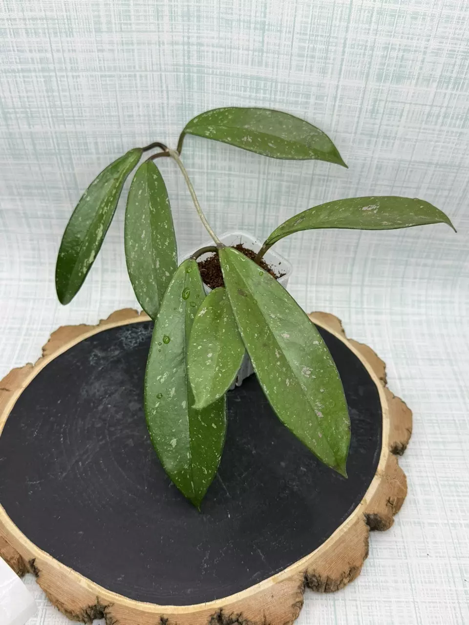 Hoya Pubicalyx Roya Hawaiian Purple #102 thumbnail