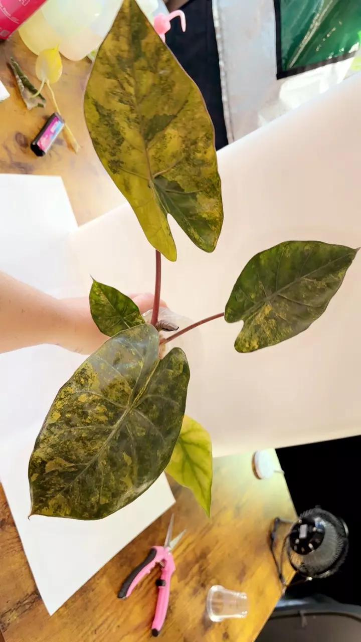 Alocasia darkstar thumbnail