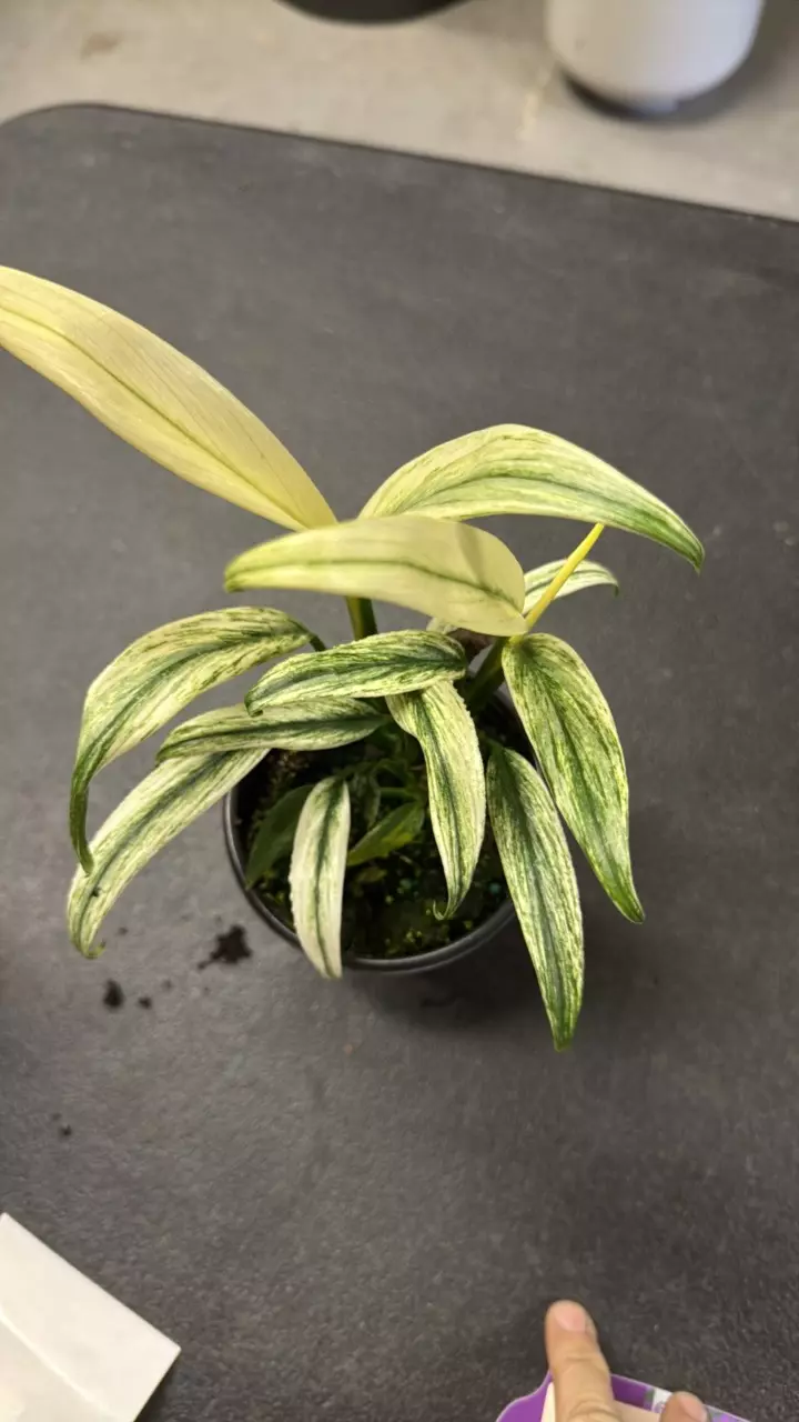 Epipremnum Amolissimun Albo Varigated thumbnail