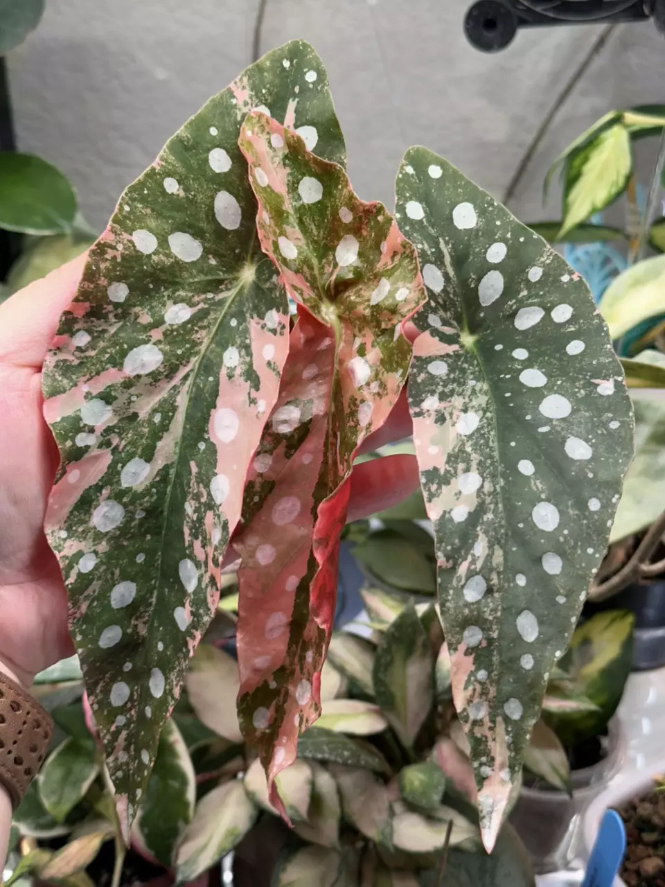 Top Left Two Leaf Top Fresh Cut - Pink Maculata thumbnail