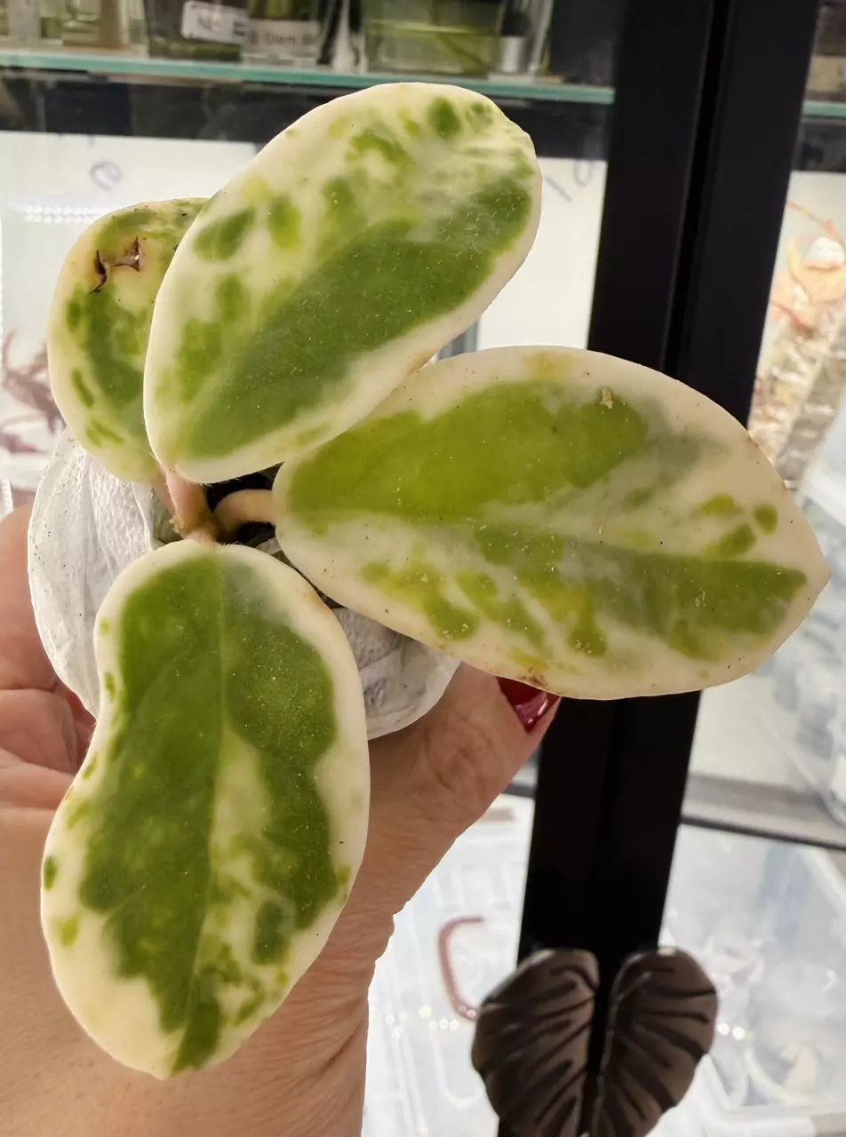 HOYA MADARA ❄️SNOW ANGEL❄️ thumbnail