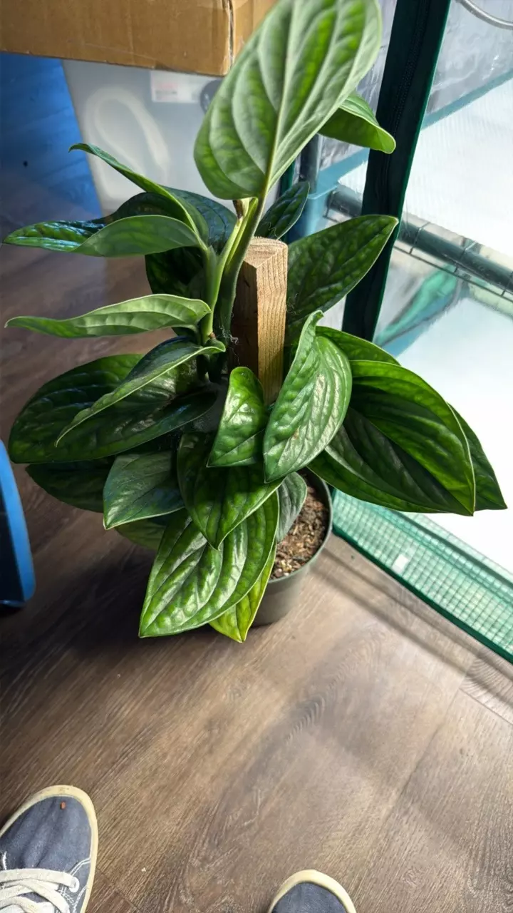 PERU TOTEM thumbnail