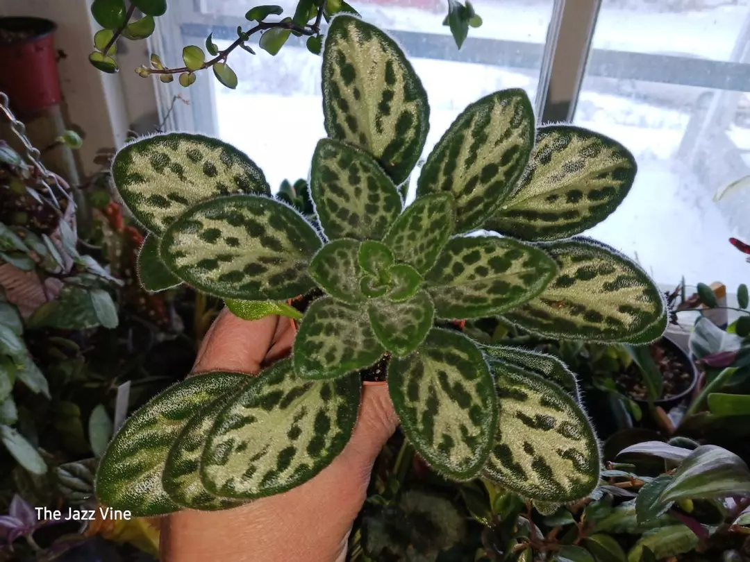 Extra full primulina summer song thumbnail