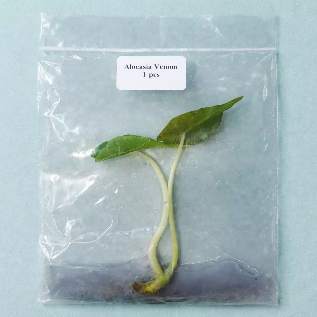 Alocasia Venom TC thumbnail