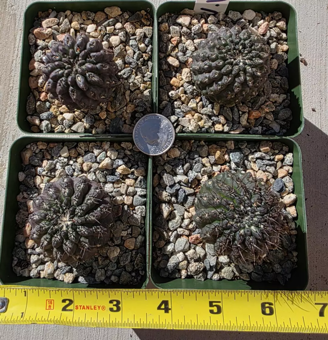 Neochilenia Vexata (GC) thumbnail