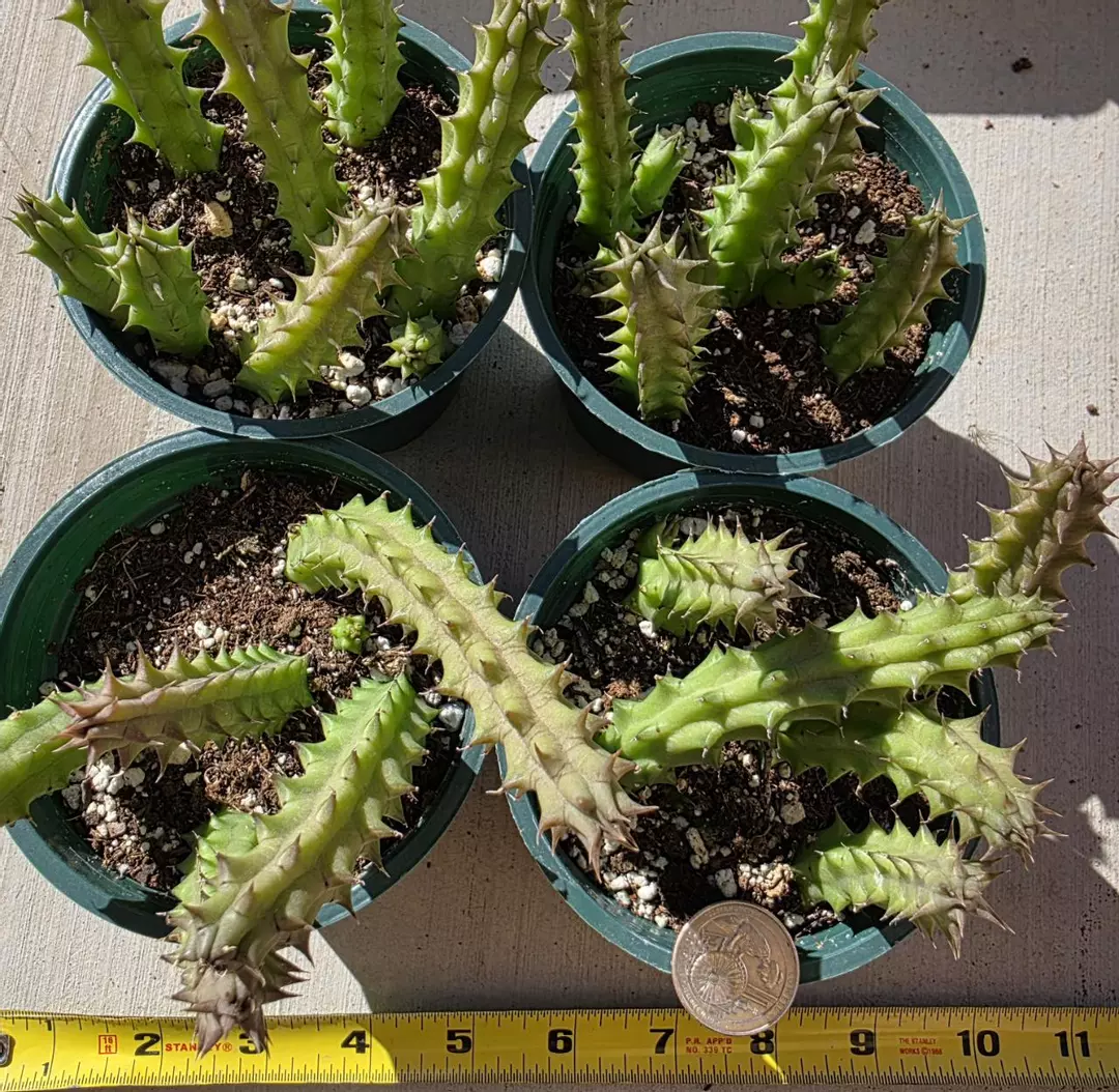 Huernia schneideriana (Red Dragon) (GC) thumbnail