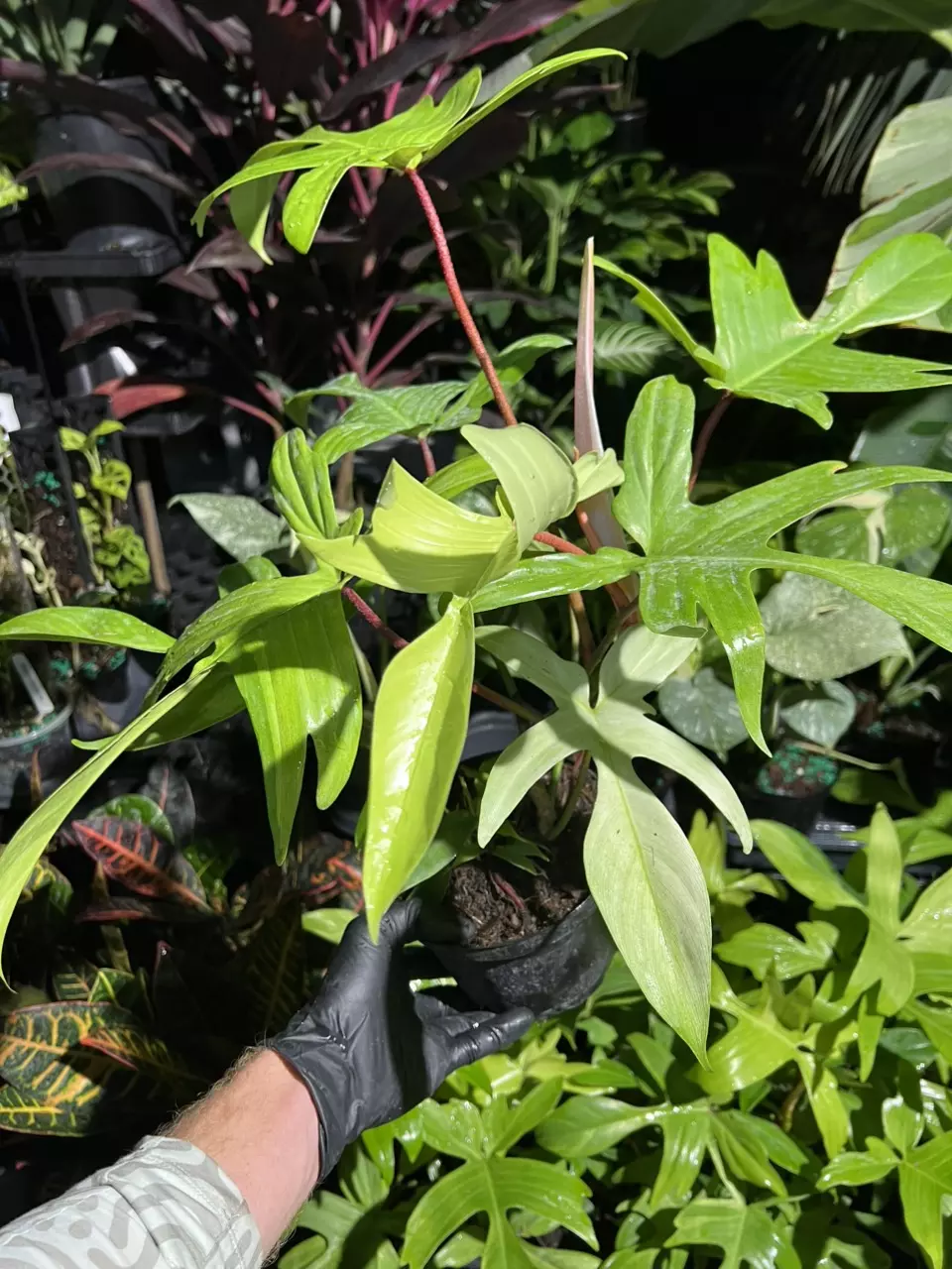 Florida Ghost 6” thumbnail