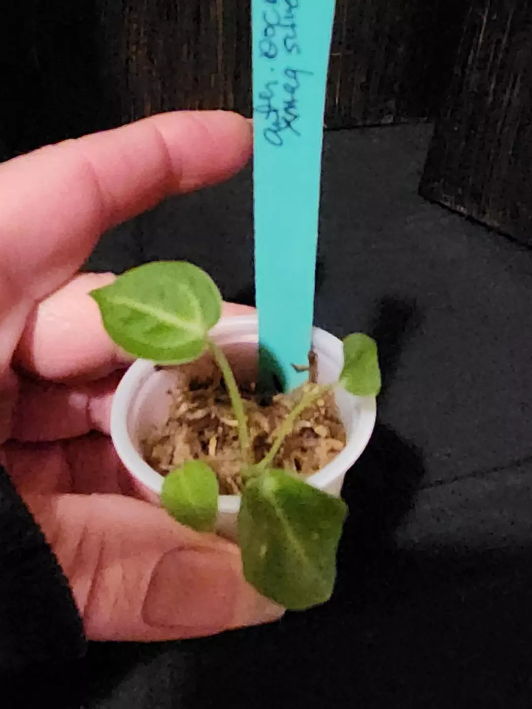 Anthurium doc block x mag silver thumbnail