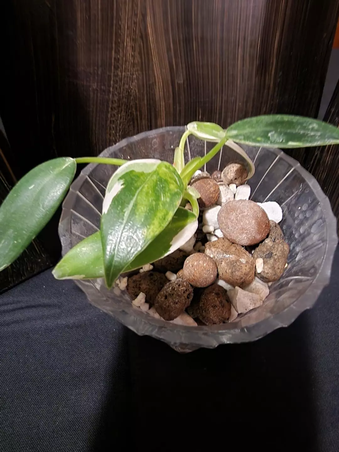 Philo white wizard thumbnail