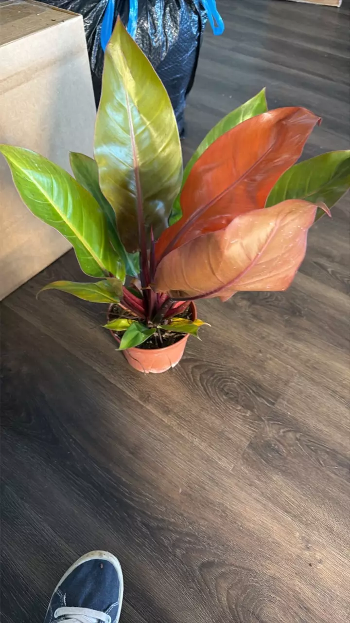 PRINCE OF ORANGE thumbnail