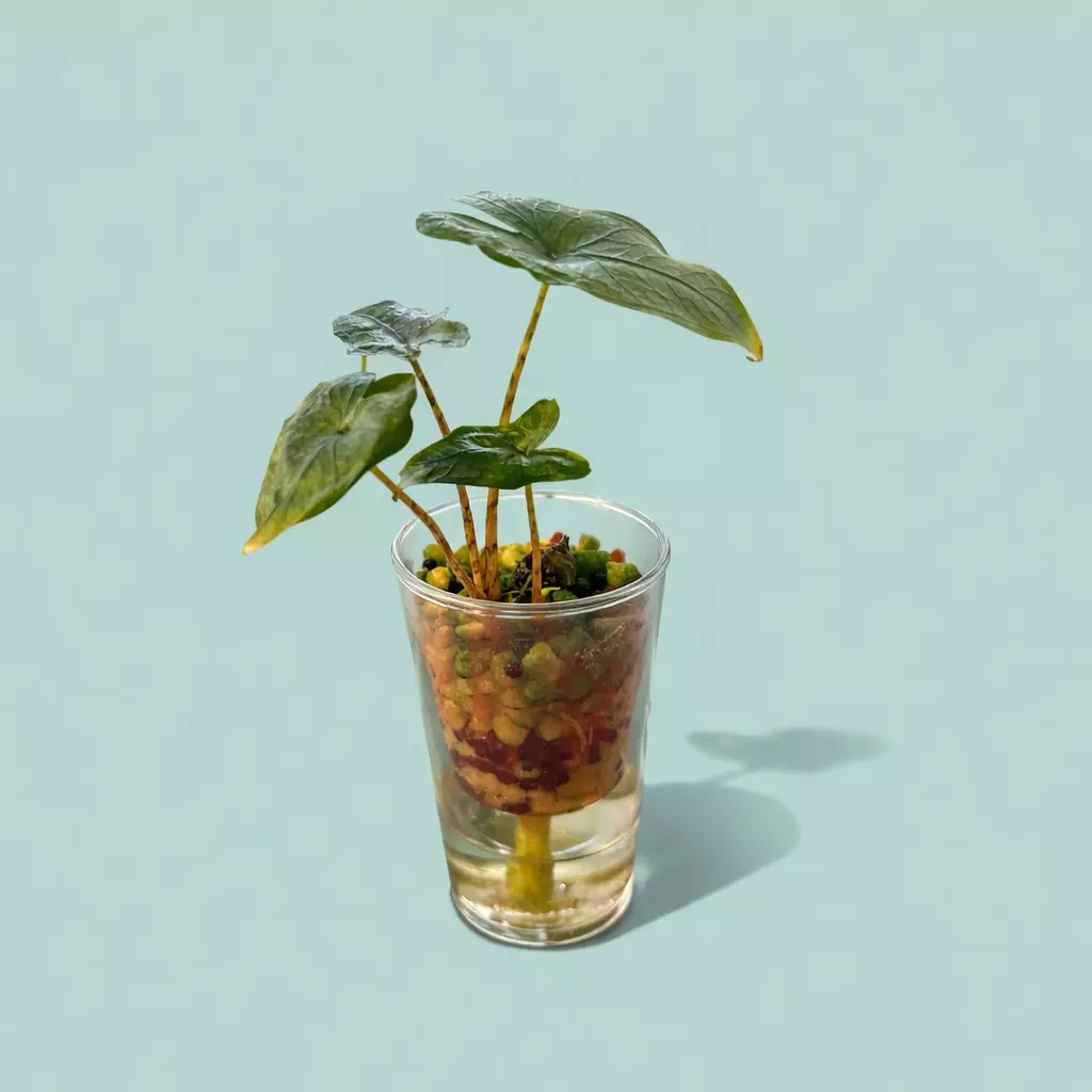 Narrow Tandarusa Jacklyn Alocasia thumbnail