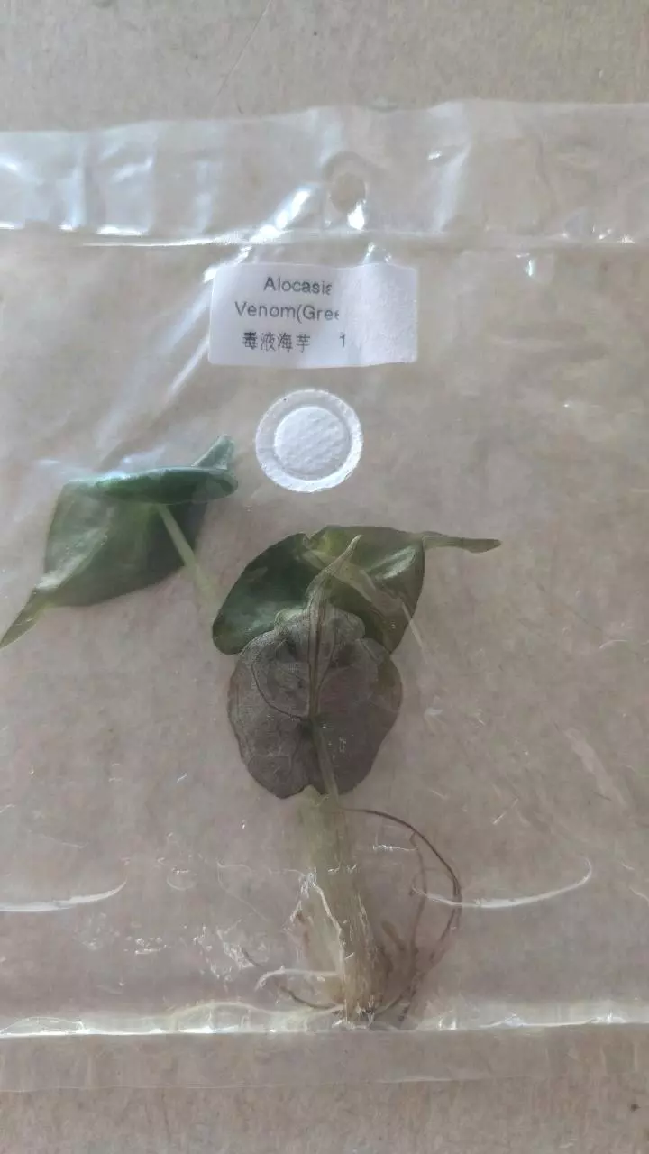 Alocasia venom tc thumbnail