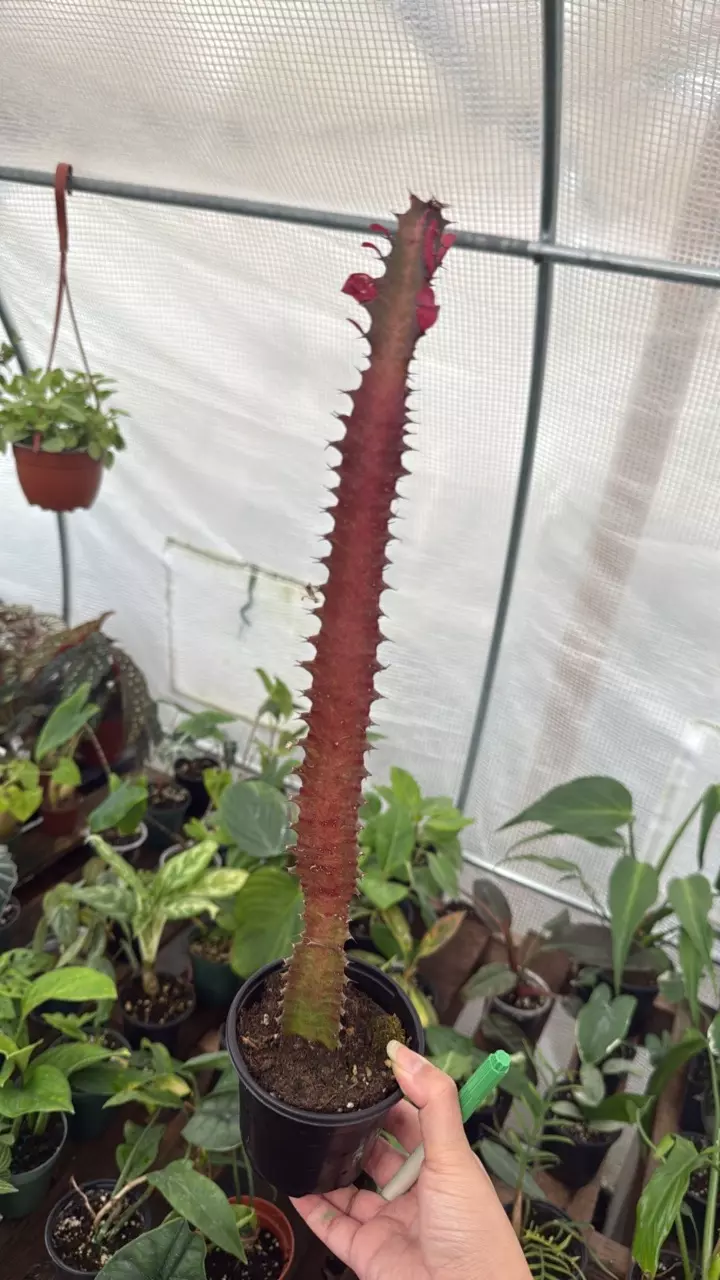 B306 Euphorbia Trigona 'Royal Red' 4in thumbnail