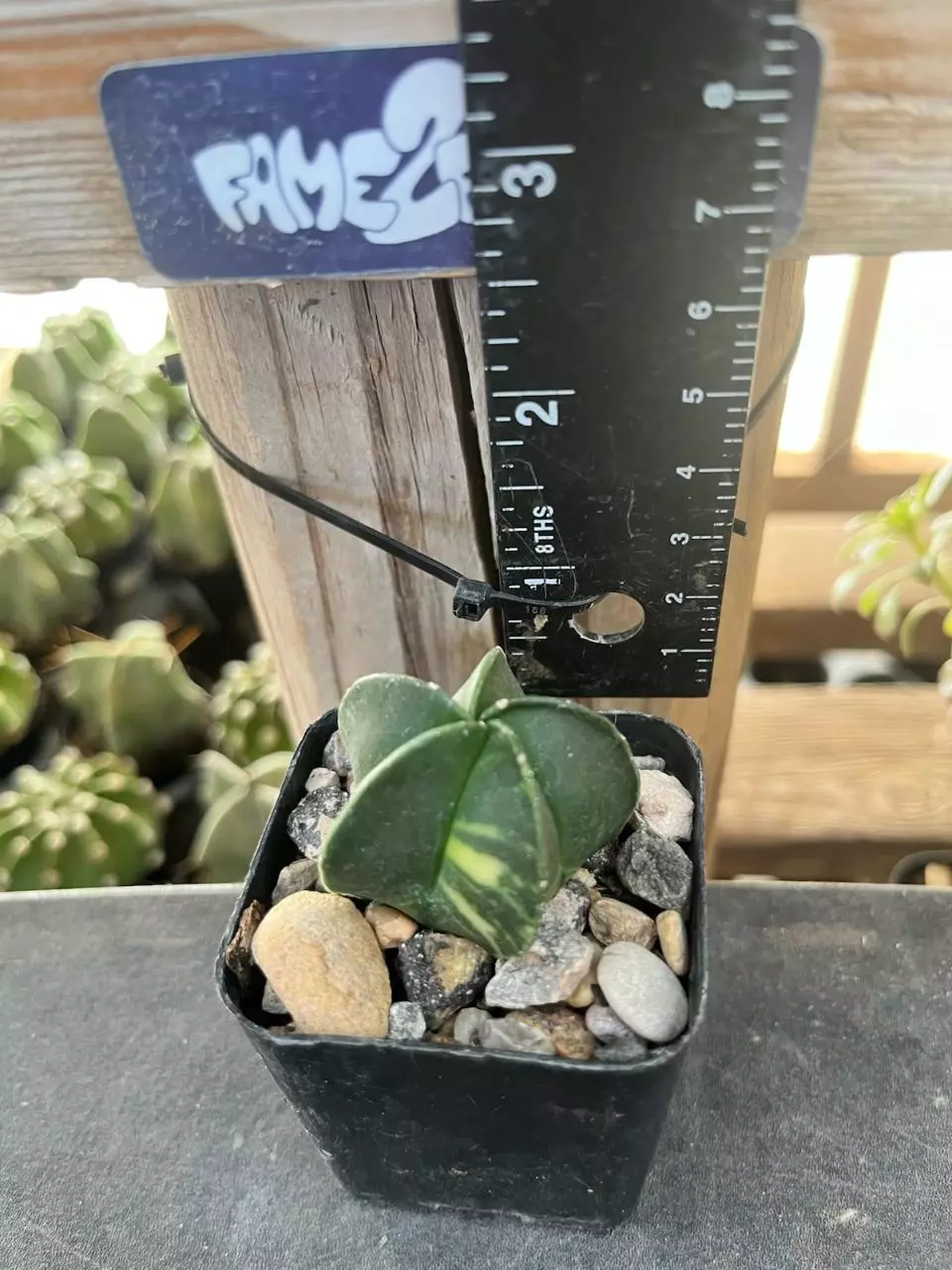 Astrophytum Myriostigma 'Nudum' variegated cactus thumbnail