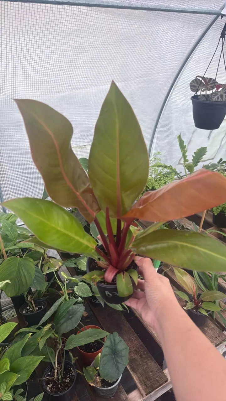 B337 Philodendron Red Sun 4in thumbnail