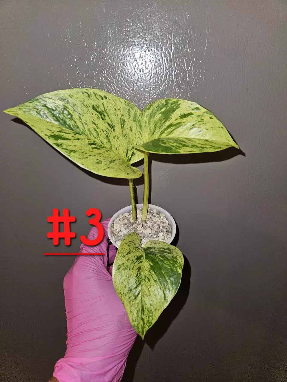 Epipremnum Pinnatum Snow Leopard thumbnail