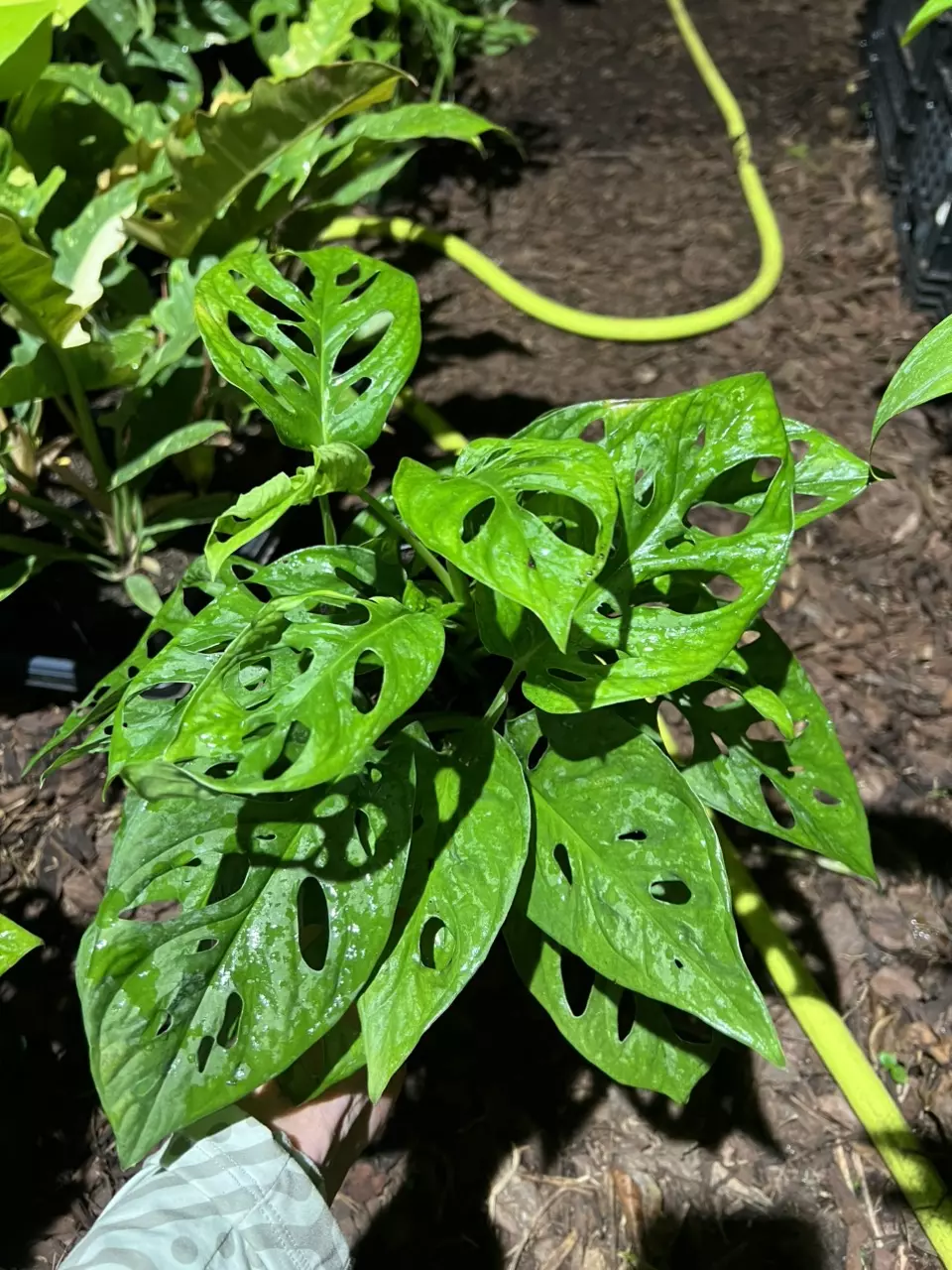 Adansonii LARGE FORM FULL BUSH! HEAVY!! 6” thumbnail