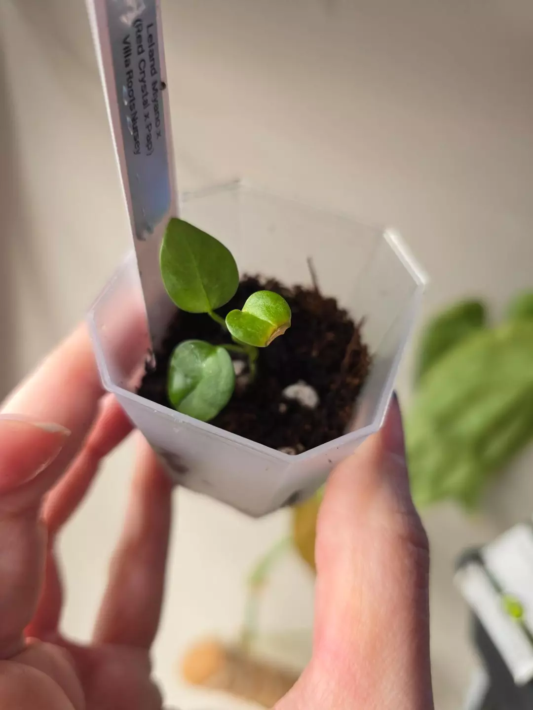 #0237 Leland Miyano x (Red Crystal x Pap) thumbnail