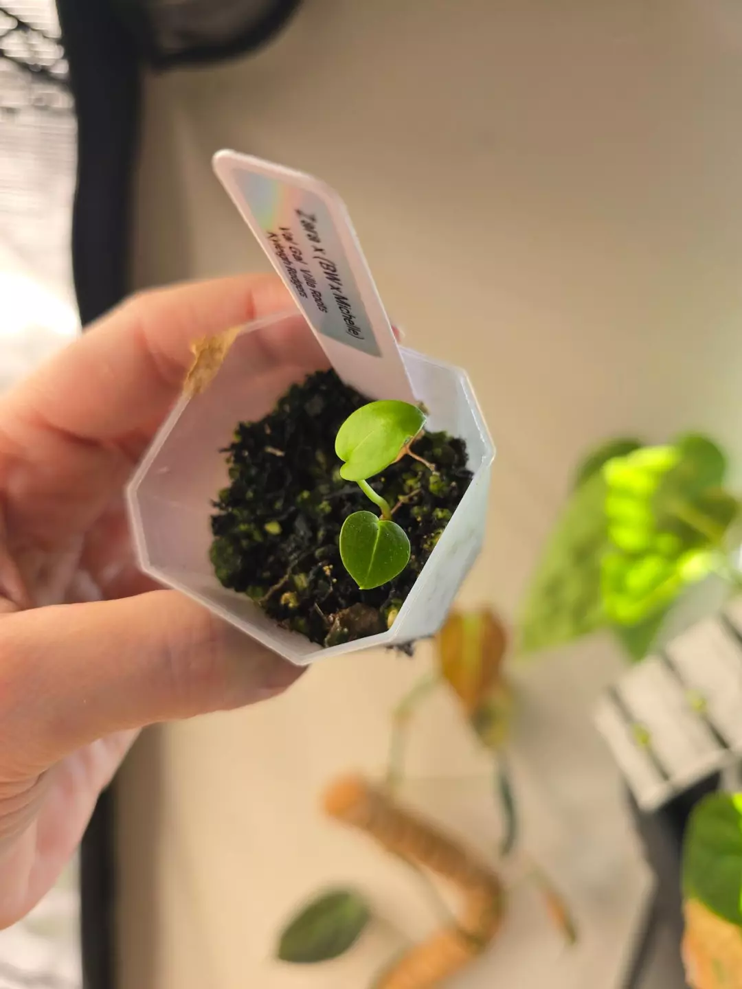 #0233 Zara x (BW x Michelle) thumbnail