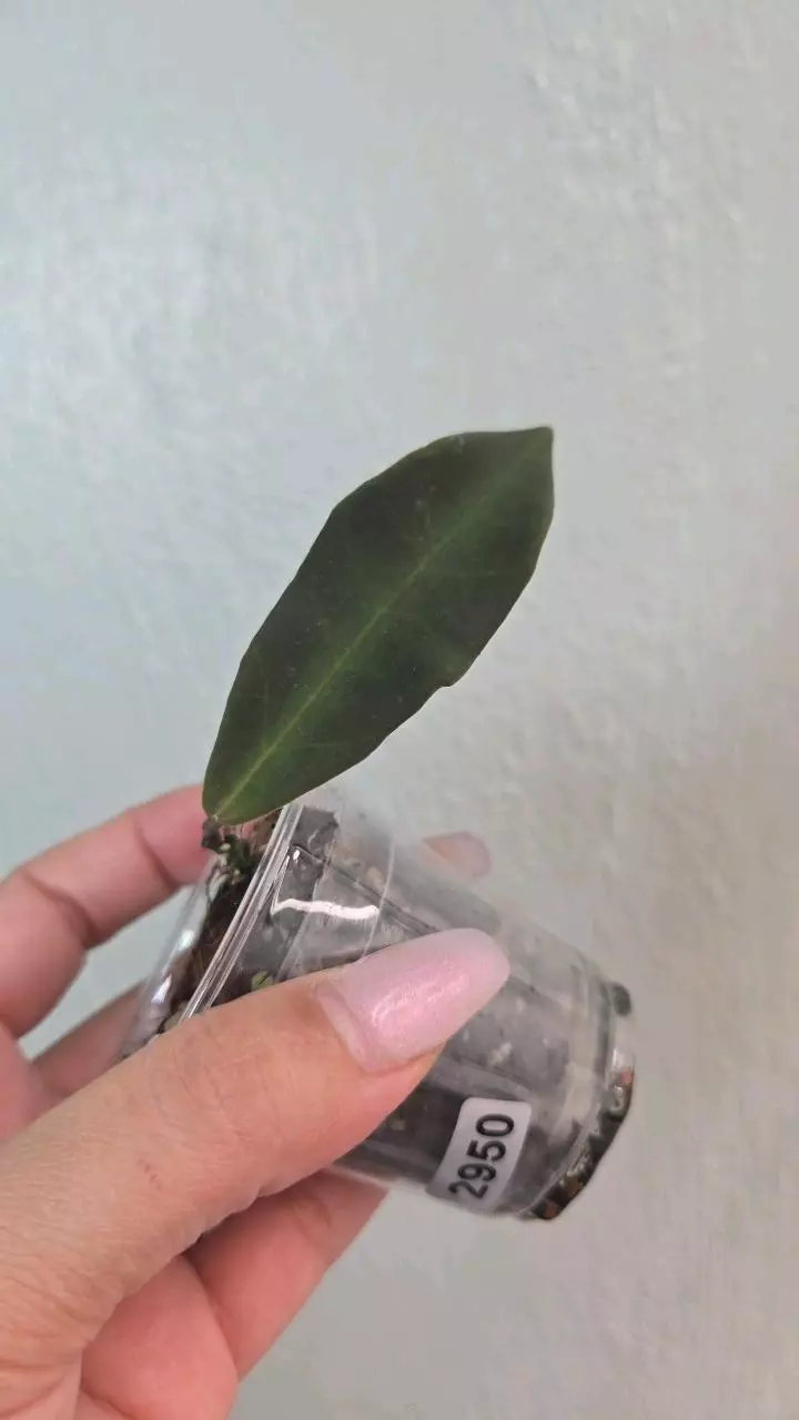 Hoya pulchra #D 2950 thumbnail