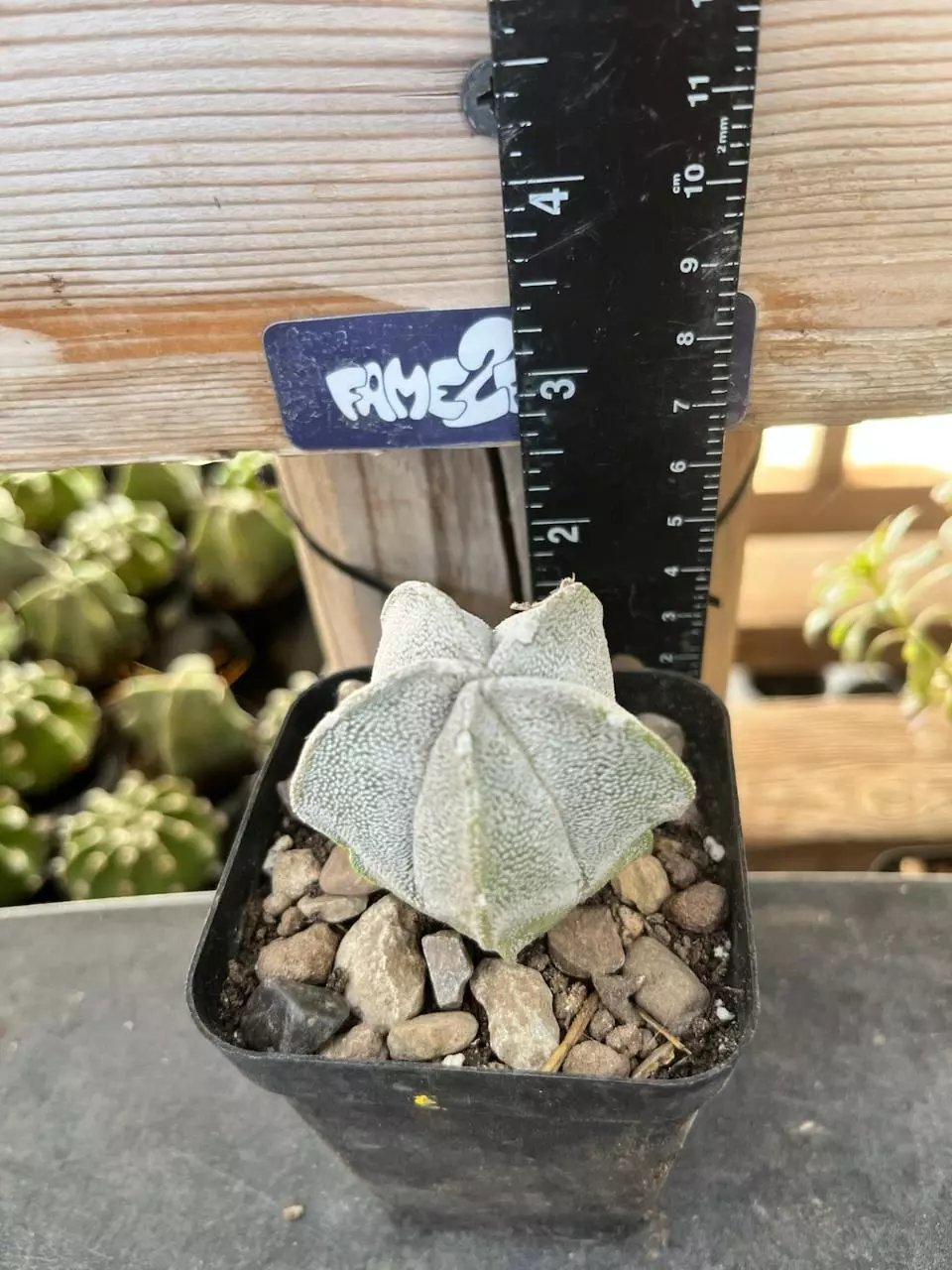 Astrophytum Coahulensis cactus thumbnail