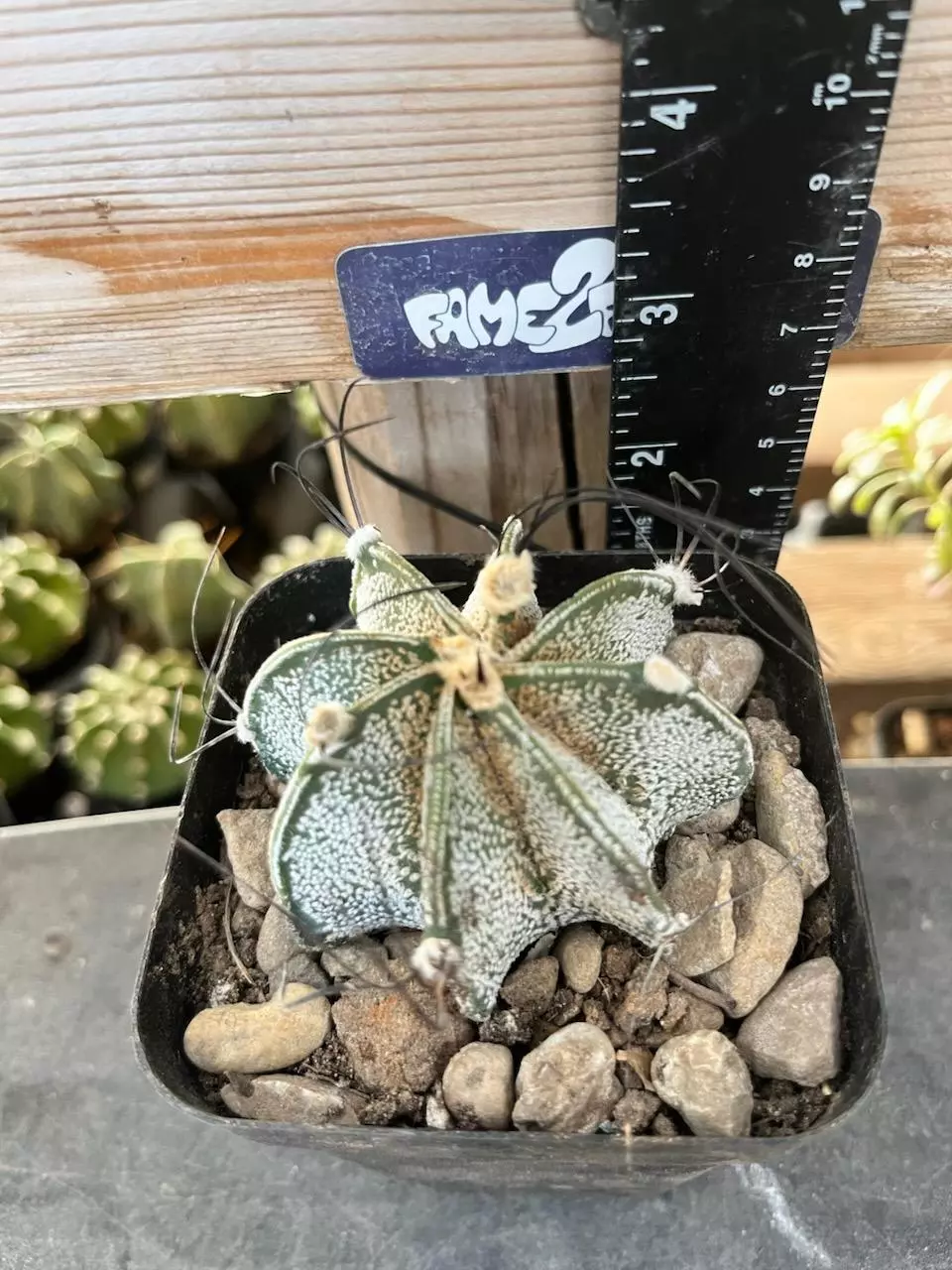 Astrophytum Capricorne cactus thumbnail