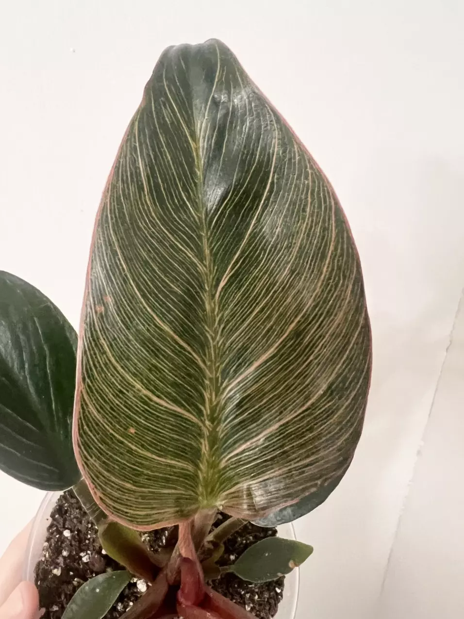 Philodendron ‘Pink Birkin’ thumbnail