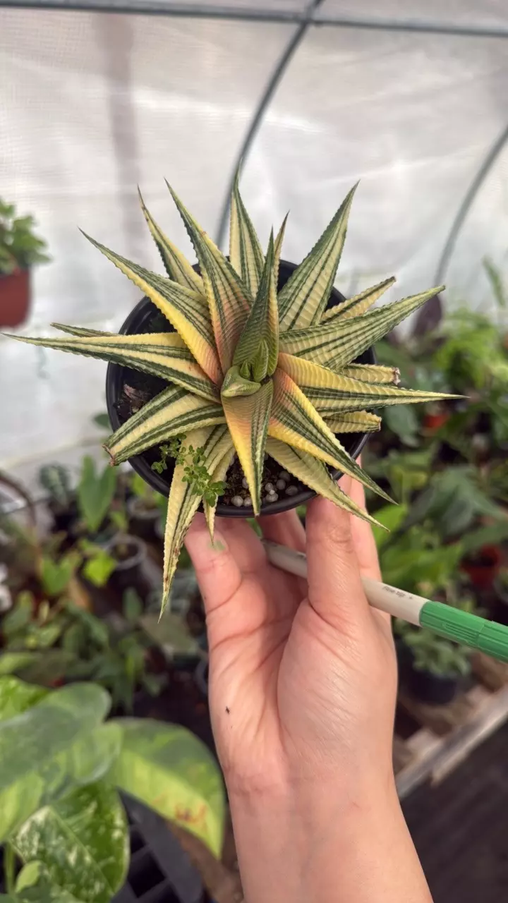 B289 Cactus Haworthia Limifolia Var. (Aurea) 4in thumbnail