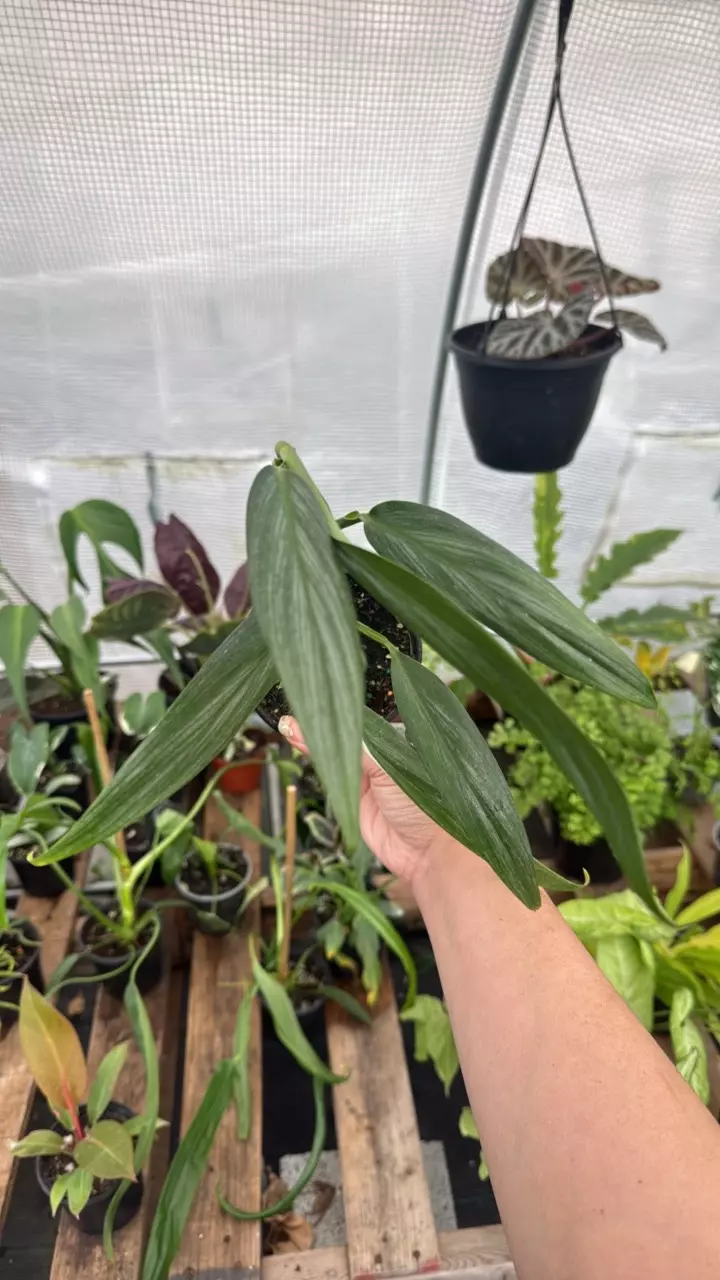 B335 Epipremnum Amplissimum Albo 4in REVERT thumbnail