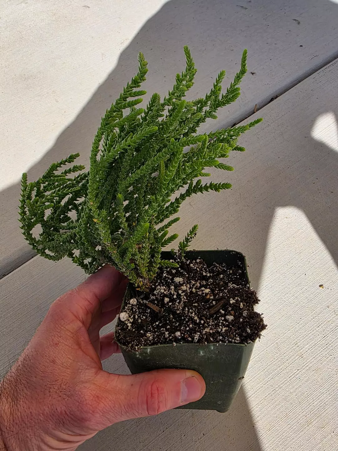 Crassula muscosa (Watch Chain) - rooted cutting. thumbnail