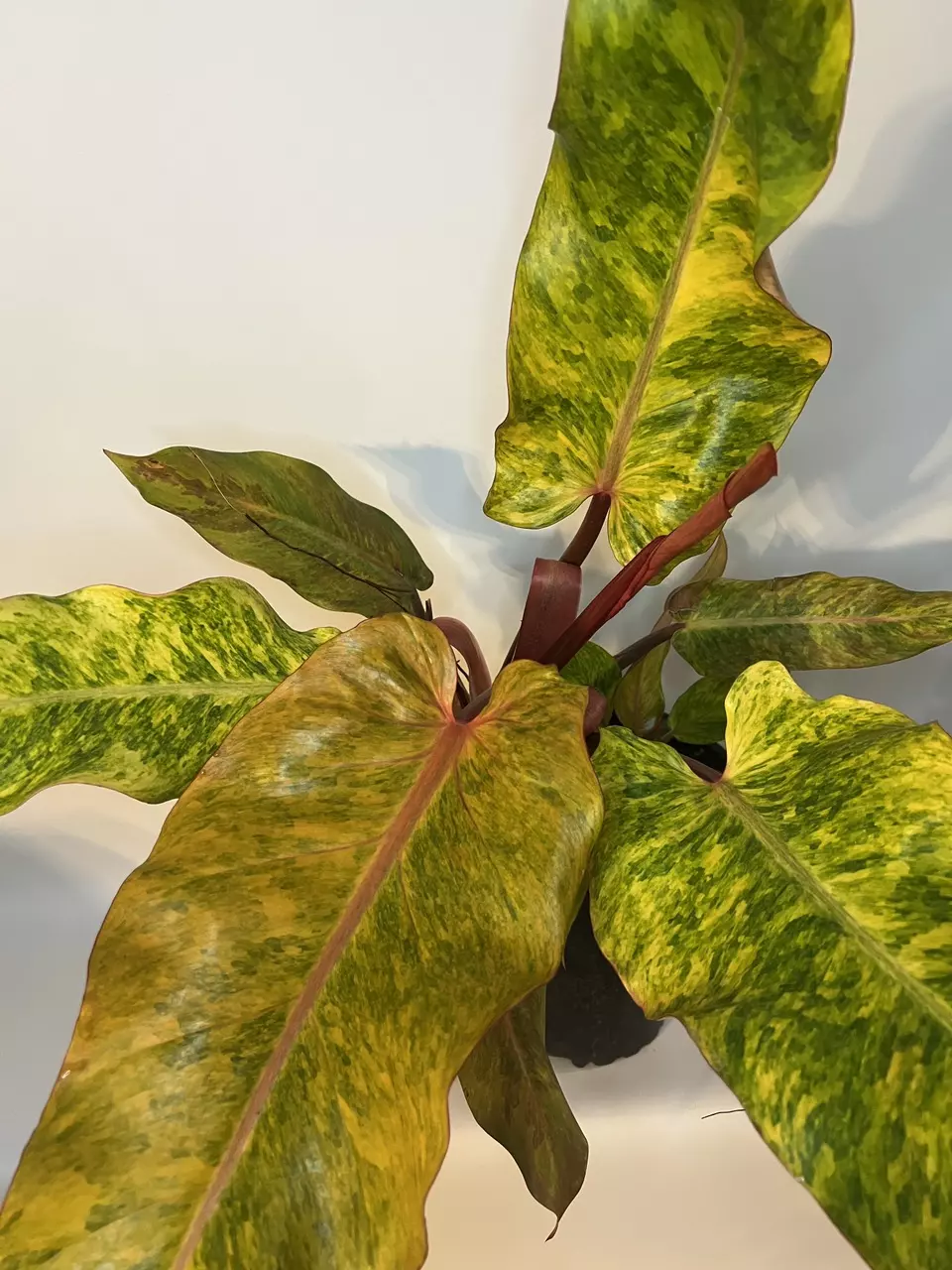 *Mature* Philodendron Orange Marmalade thumbnail