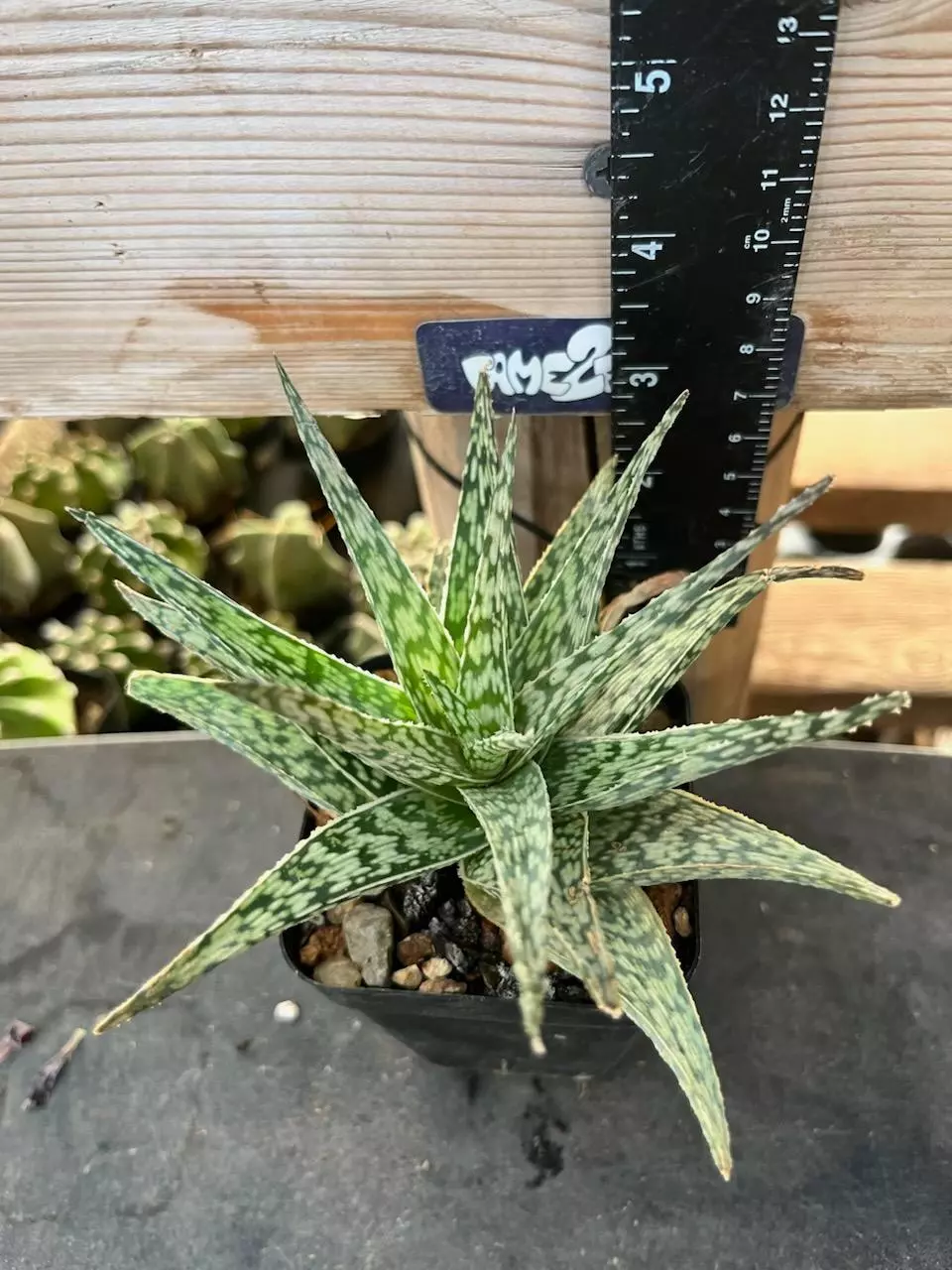 Aloe 'Snowdrift' Succulent thumbnail