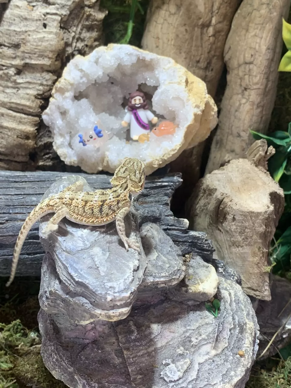 Baby bearded dragon #1 thumbnail