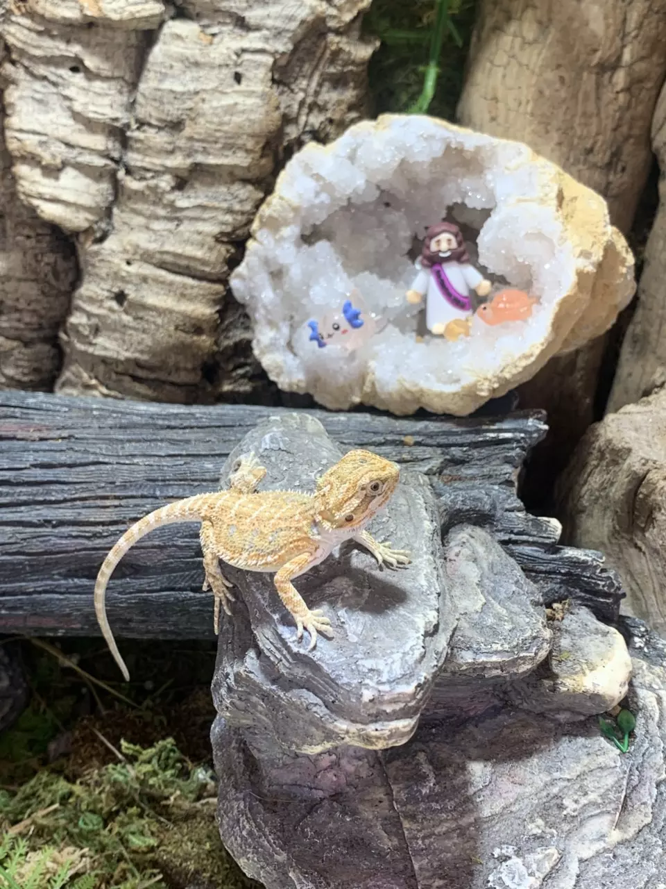 Bearded dragon baby 2 thumbnail