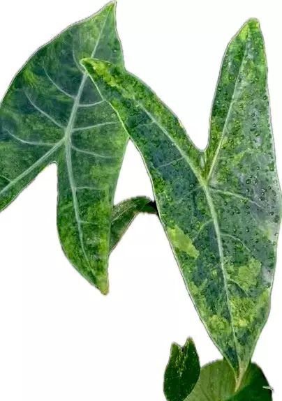 Alocasia Longiloba x Pink Dragon Aurea Hybrid corm thumbnail