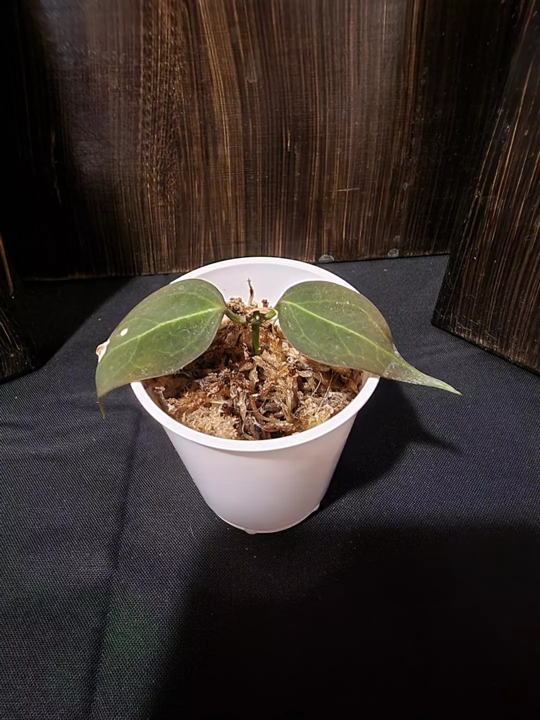 Hoya carrii rooted in moss thumbnail