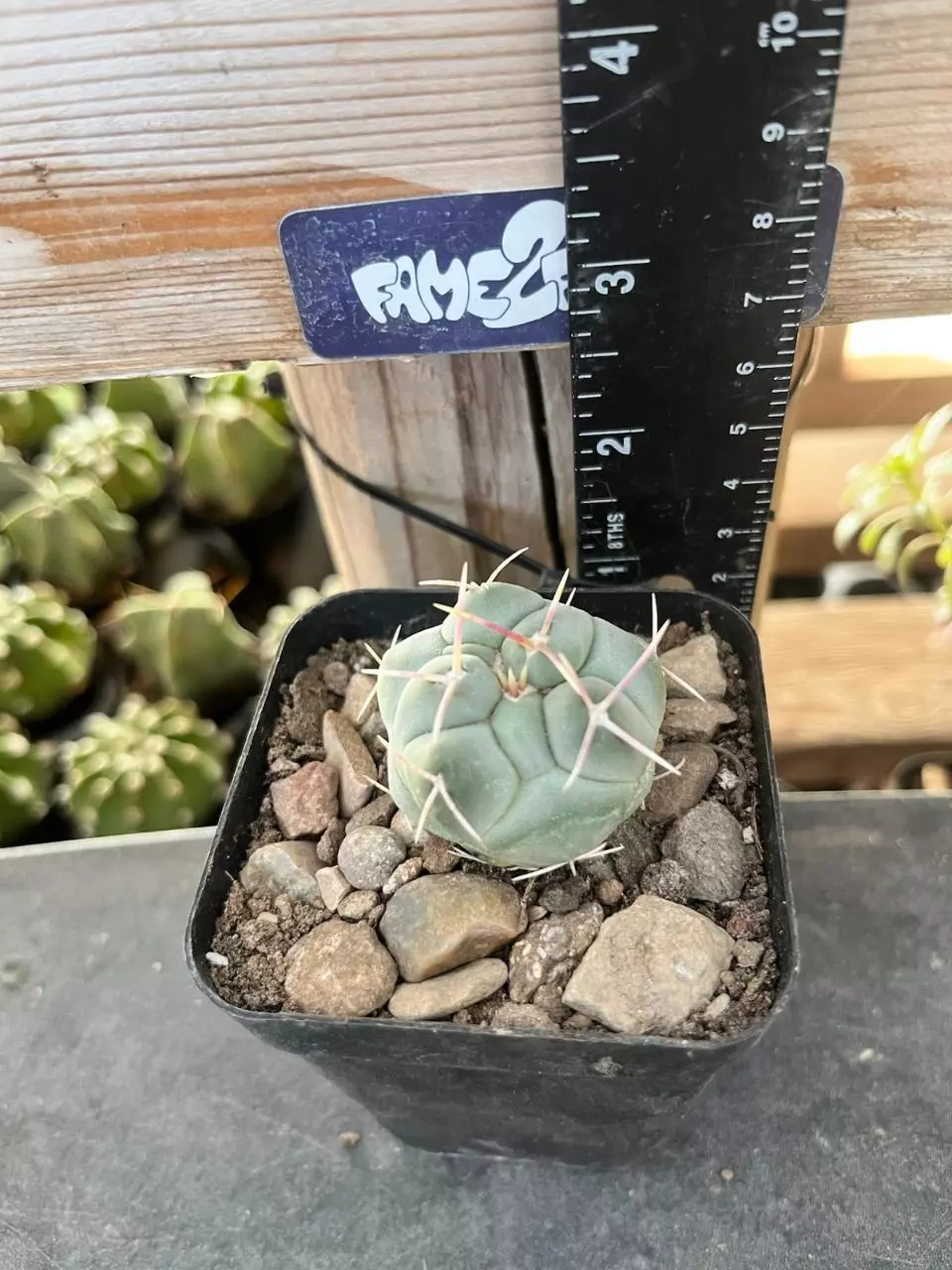 Thelocactus Hexaedrophorus cactus thumbnail