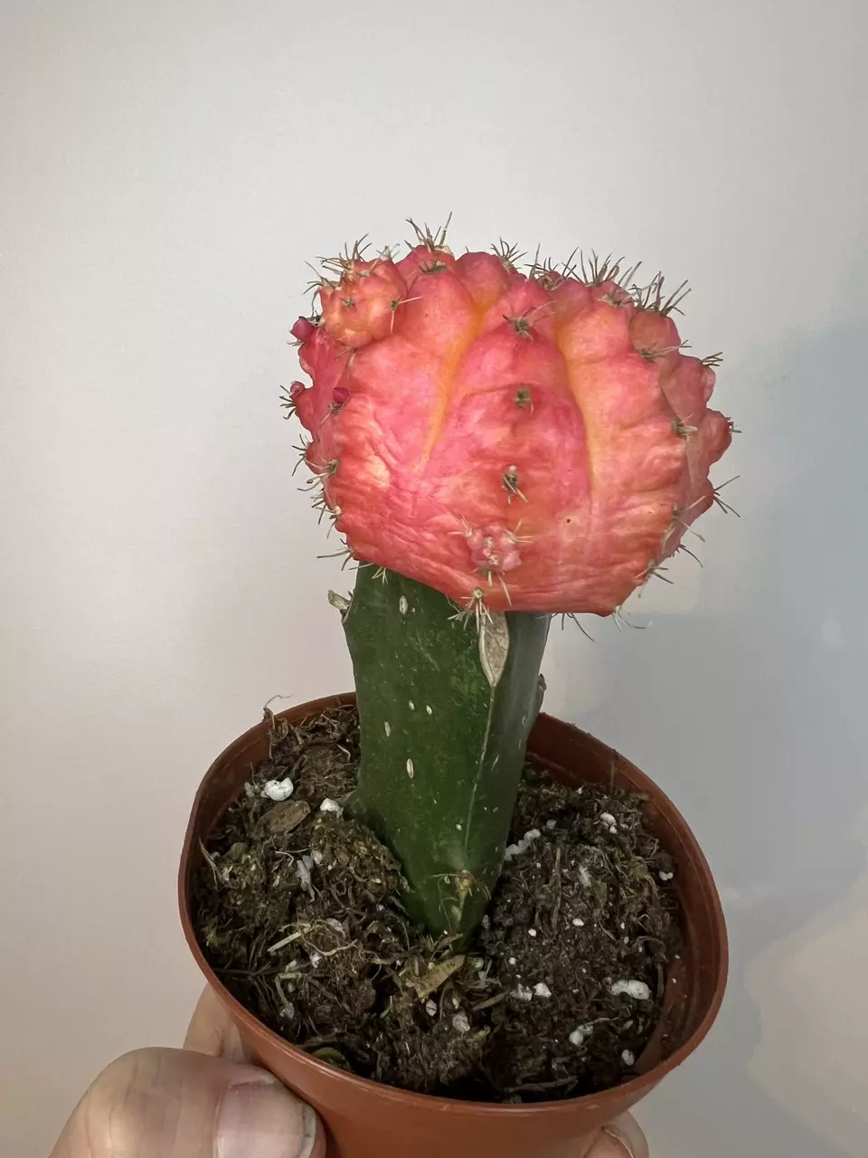 Pink Grafted Cactus thumbnail