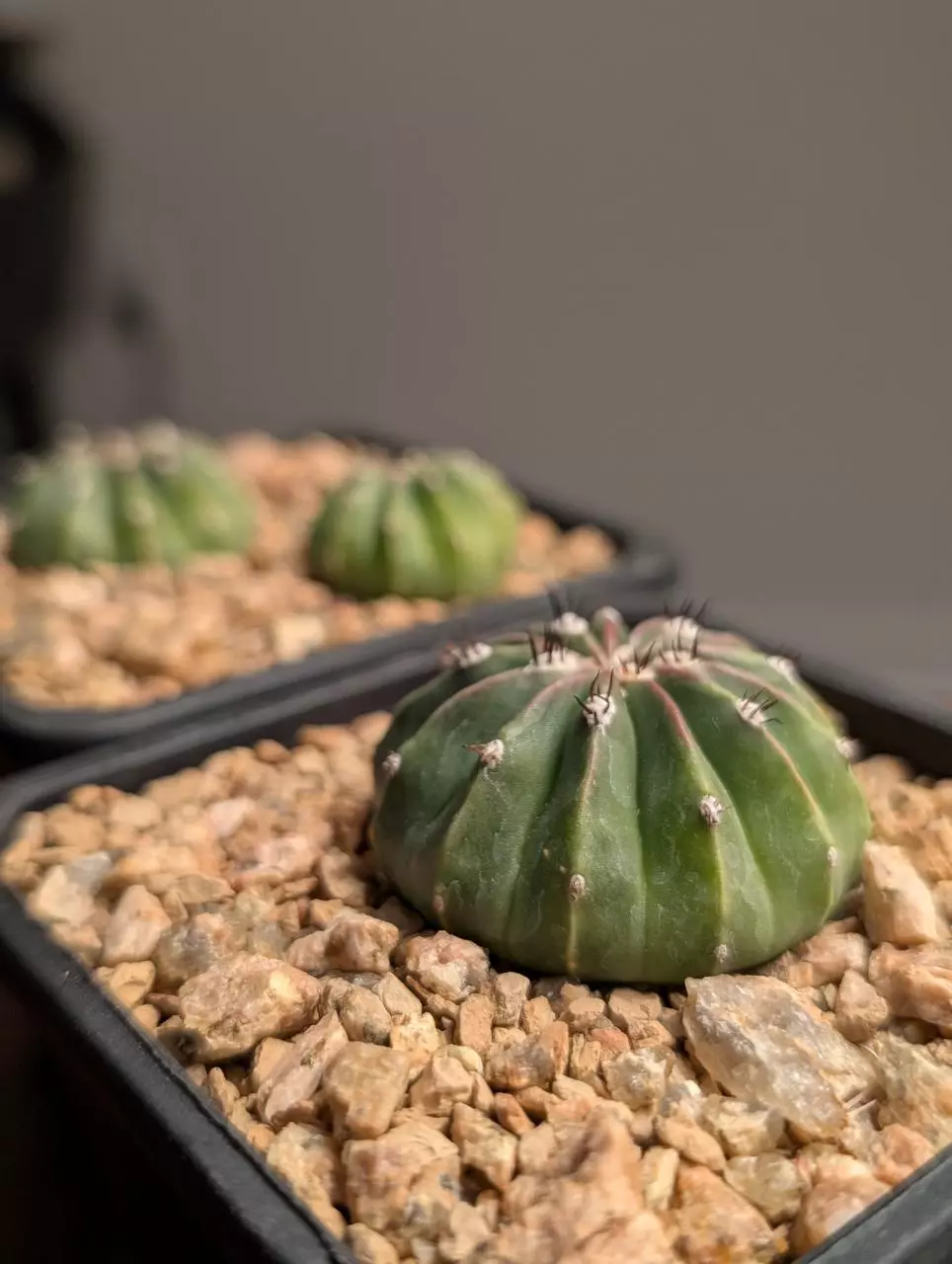 Melocactus maxonii inermis 2" thumbnail