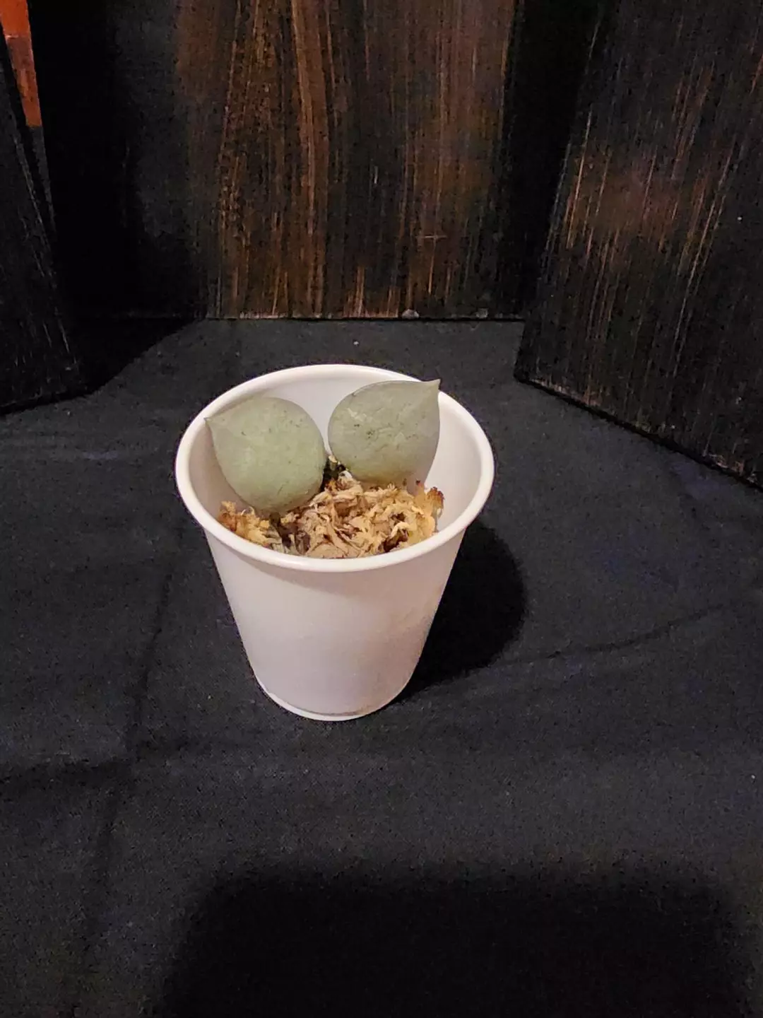 Hoya kroniana silver thumbnail