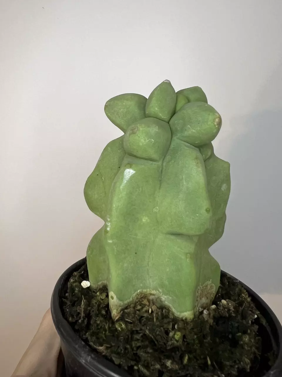 Cactus Pachycereus Schotii ‘Totem Pole’ thumbnail